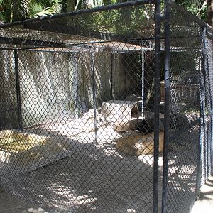 Rhinoceros Iguana Enclosure - Mccarthy Wildlife Sanctuary