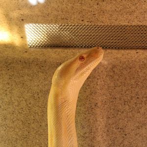 Albino Python - Mccarthy Wildlife Sanctuary