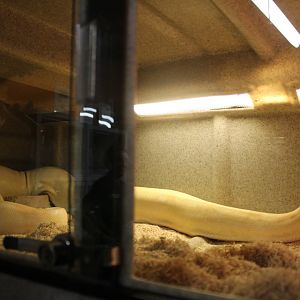 Albino Python - Mccarthy Wildlife Sanctuary