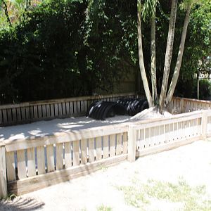 Galapagos Tortoise Pen - Mccarthy Wildlife Sanctuary