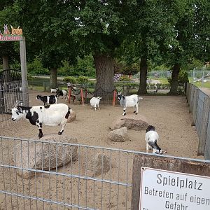 Goat-petting enclosure