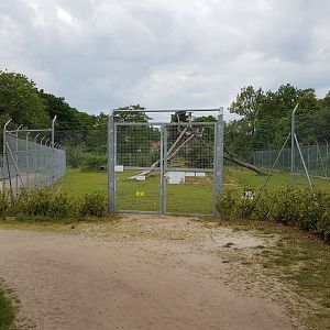European lynx-enclosure
