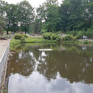 Small-clawed otter-enclosure