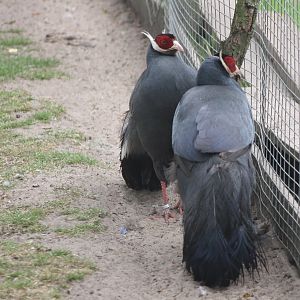 Blue-eared pheasants