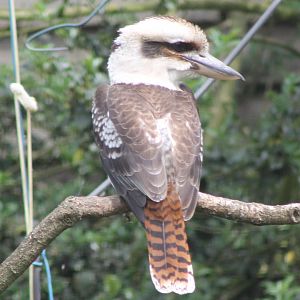 Kookaburra
