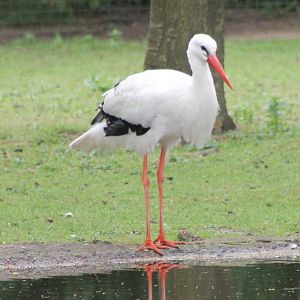 European white stork
