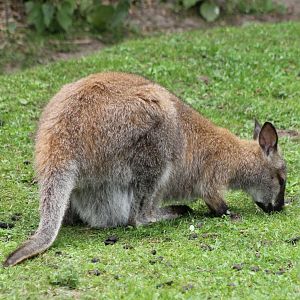Red-necked wallaby