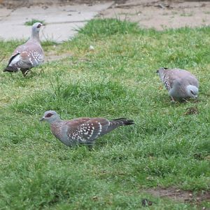 Speckled pigeons