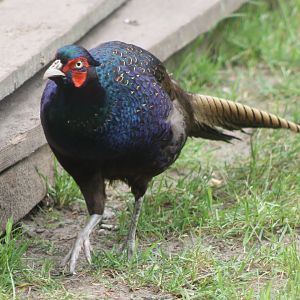 Green pheasant