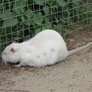 Coypu