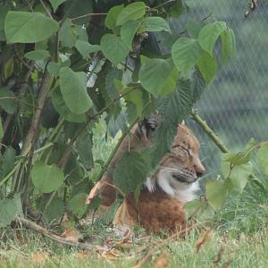 European lynx