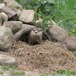 Small-clawed otter