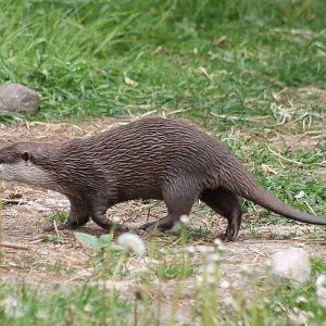 Small-clawed otter