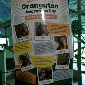 Bornean Orangutan sign, August 2018