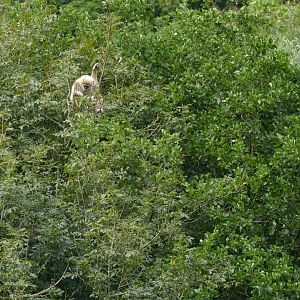 Lar gibbon, August 2018