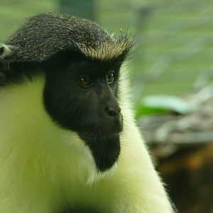 Diana monkey, August 2018