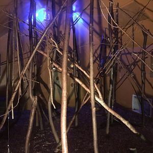 Bushbaby and Brush-tailed porcupine exhibit 080818