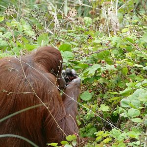 Mali, Bornean orangutan, August 2018
