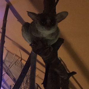 Senegal bushbaby 080818