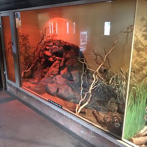 Spiny mouse exhibit 080818