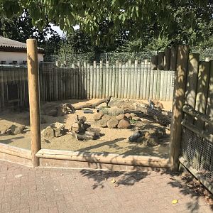 Yellow mongoose exhibit 080818