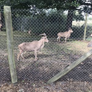 Barbary sheep 080818
