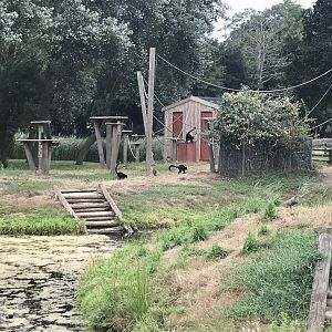 Another Lemur Island 080818