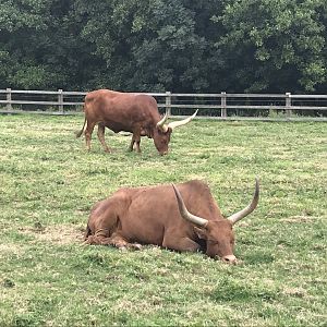 Ankole cattle 080818