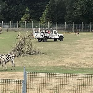 Savannah exhibit 080818