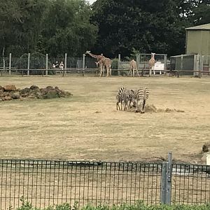 Savannah exhibit 080818