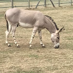 Somali wild ass 080818