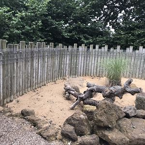 Fennec fox outdoors 080818