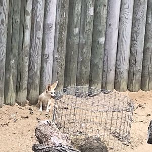 Fennec fox 080818