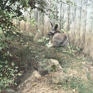 Bat-eared fox 080818