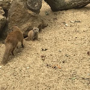 Yellow mongooses 080818