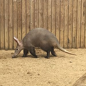 Aardvark 080818