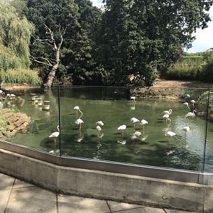 Flamingo enclosure 080818
