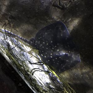 Spotted ray? 090818