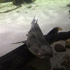 Zebra shark 090818