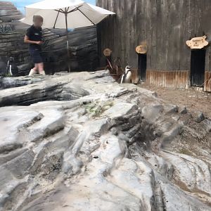 Humboldt penguin exhibit 090818