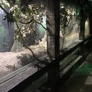 Dwarf crocodile exhibit 090818