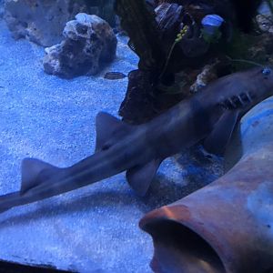 Brownbanded bamboo shark 090818