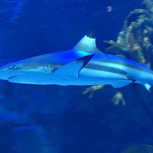 Blacktip reef shark 090818