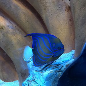 Species ID please? 090818