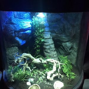 Land hermit crab 090818