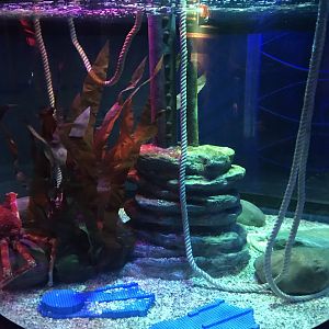 Japanese spider crab exhibit 090818