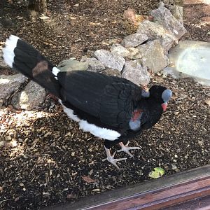 Northern helmeted curassow 100818