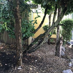 Helmeted curassow and Trumpeter hornbill aviary 100818