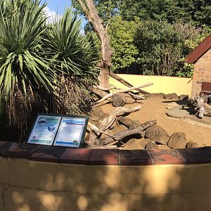 Dwarf mongoose exhibit 100818