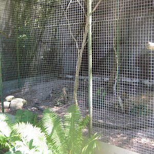 Frydenlund Fuglepark - Golden pheasant aviary